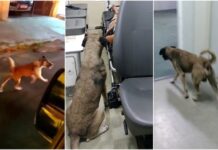 Cão segue ambulância que socorria a tutora e a acompanha em hospital em Crateús