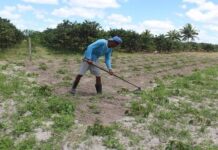 Inscrições do Garantia Safra são prorrogadas até o dia 30 de dezembro