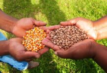 Prefeitura realizará entrega de sementes de milho e feijão para agricultores de Buriti dos Montes no Piauí