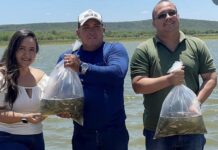 Prefeitura de Independência distribui 20 mil alevinos de tilápia em açudes do município