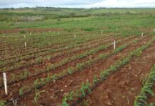Prefeitura de Independência prorroga inscrições para agricultores no programa Aduba Sertão