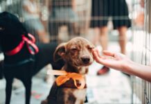 Dayany do Capitão apresenta PL que prevê isenção de taxa em concursos para quem adotar animais de rua
