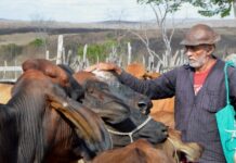 Fetraece alerta produtores sobre 1ª Etapa da Campanha de Vacinação contra a Febre Aftosa