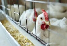 Gripe aviária leva Brasil a decretar emergência zoossanitária