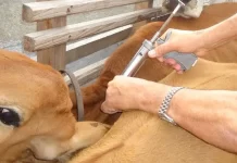 Prossegue a campanha de vacinação contra a febre aftosa em todo o Ceará até o dia 31 de maio